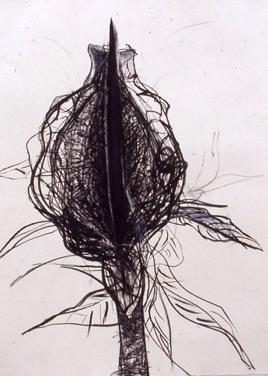 Cretan Lily
Charcoal on paper
76 x 57cm
Cretan Lily
Charcoal on paper
76 x 57cm